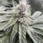 Big Hy-Pro buds for new years eve !