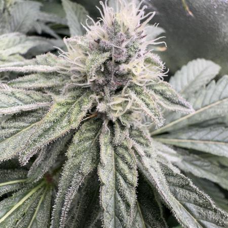 Big Hy-Pro buds for new years eve !