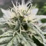 Big Hy-Pro buds for new years eve !