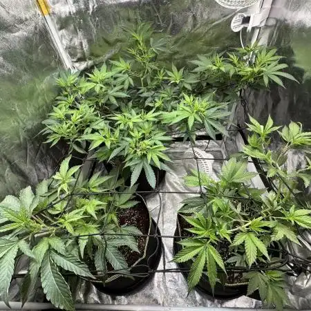 Big Hy-Pro buds for new years eve !