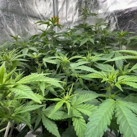 Big Hy-Pro buds for new years eve !