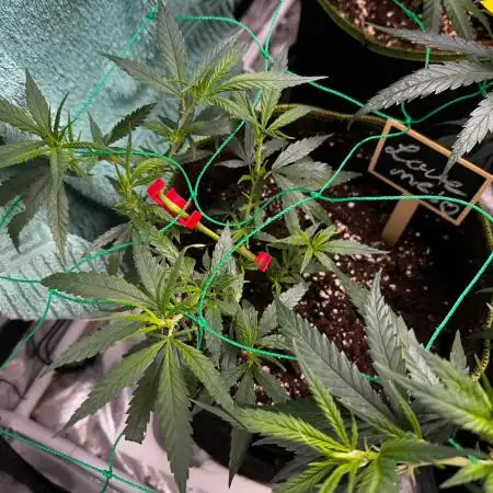 Amnesia Core Cut von Hanfgarten