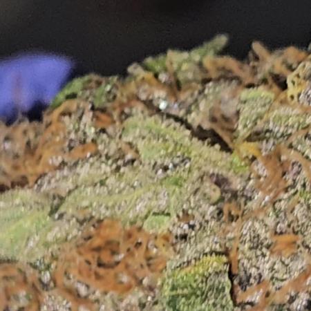 Dwc banana purple punch auto R3