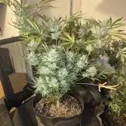 Testing out my own bred auto hybrids