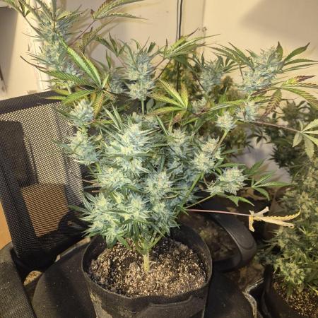 Testing out my own bred auto hybrids