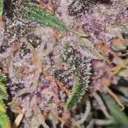 Dwc banana purple punch auto R3