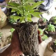testing my own bred  photo/auto hybrids