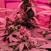 Dwc banana purple punch auto R3