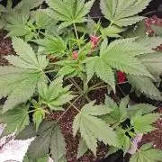 Dwc banana purple punch auto R3