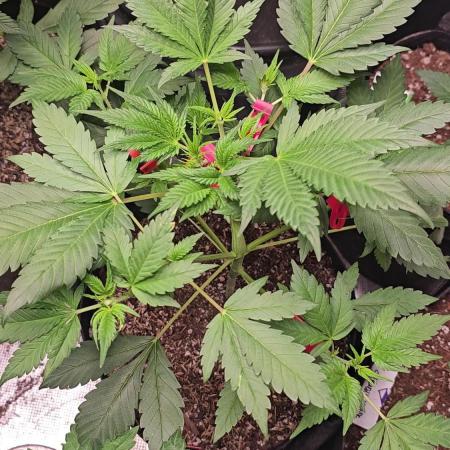 Dwc banana purple punch auto R3