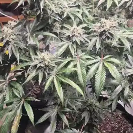 Fastbuds mix fem photos