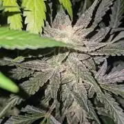 Dwc banana purple punch auto R3