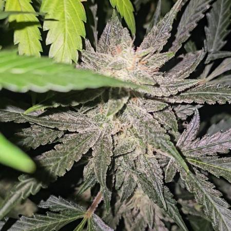 Dwc banana purple punch auto R3