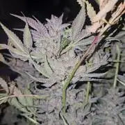 Fastbuds mix fem photos
