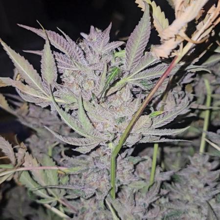 Fastbuds mix fem photos