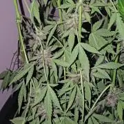 Dwc banana purple punch auto R3