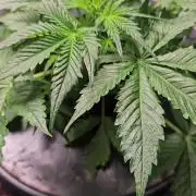 Dwc banana purple punch auto R3