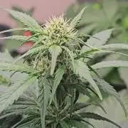 Dwc banana purple punch auto R3