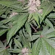 Dwc banana purple punch auto R3