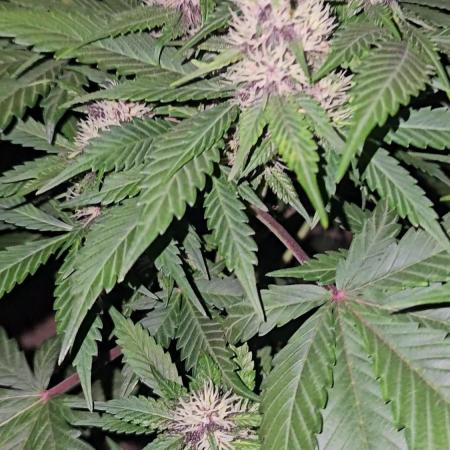 Dwc banana purple punch auto R3