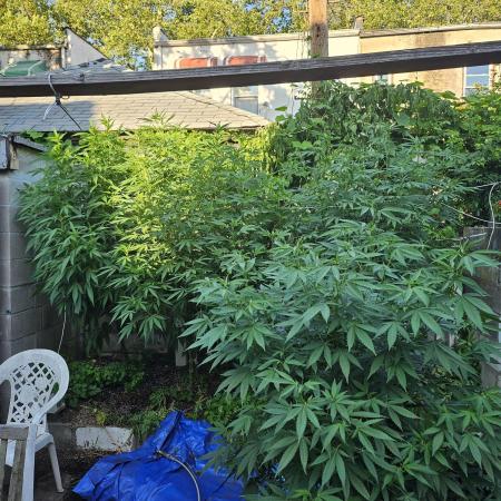 Testing my feminized photo-auto hybrids
