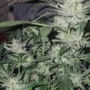 Dwc banana purple punch auto R3