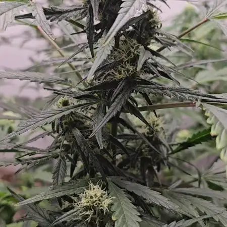 Testing out my own bred auto hybrids
