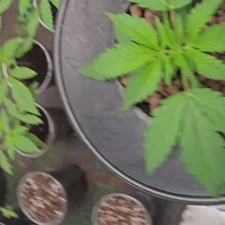 Testing my feminized photo-auto hybrids