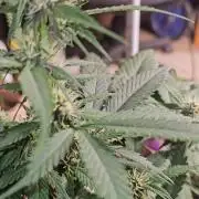 Dwc banana purple punch auto R3