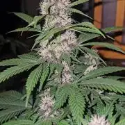 Dwc banana purple punch auto R3