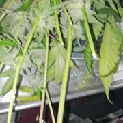 testing my own bred  photo/auto hybrids