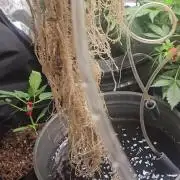 Dwc banana purple punch auto R3