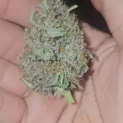 Dwc banana purple punch auto R3