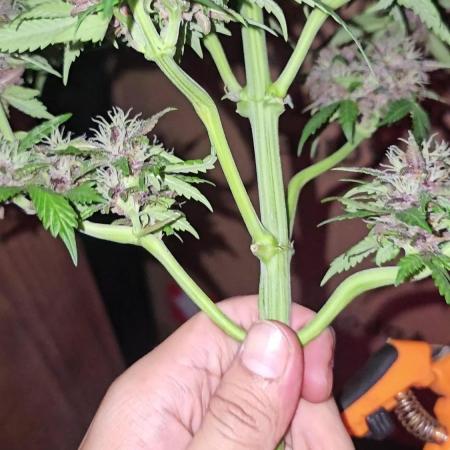 Dwc banana purple punch auto R3