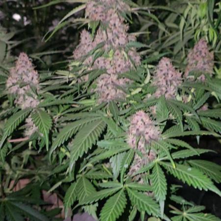 Dwc banana purple punch auto R3