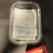 New Money / CG / Growmotion Pheno Hunt