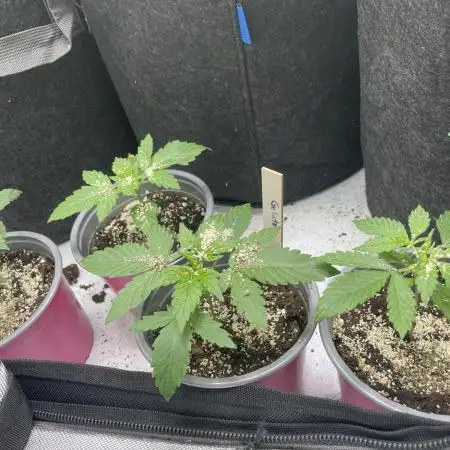 Critical Kush Auto Barney’s Farm