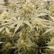 Cherry Poppers 🍒 Barney’s Farm