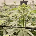 Cherry Poppers 🍒 Barney’s Farm