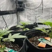 Jet Puft / CG seeds