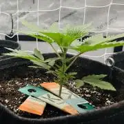 Jet Puft / CG seeds