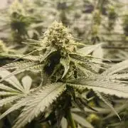 Cherry Poppers 🍒 Barney’s Farm