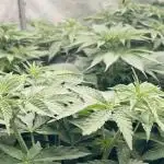 Cherry Poppers 🍒 Barney’s Farm