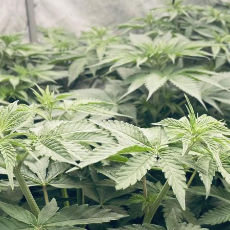 Cherry Poppers 🍒 Barney’s Farm