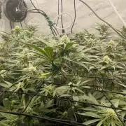 Cherry Poppers 🍒 Barney’s Farm