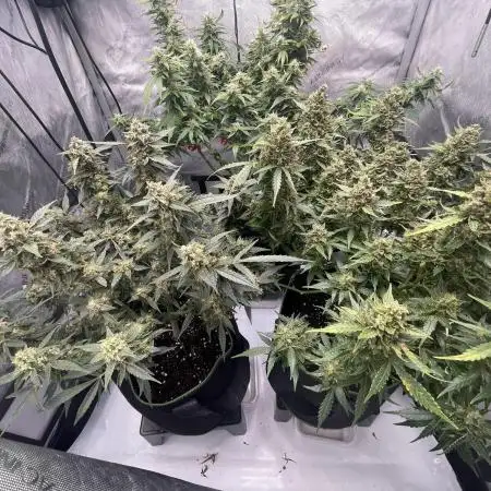Critical Kush Auto - Barney’s Farm