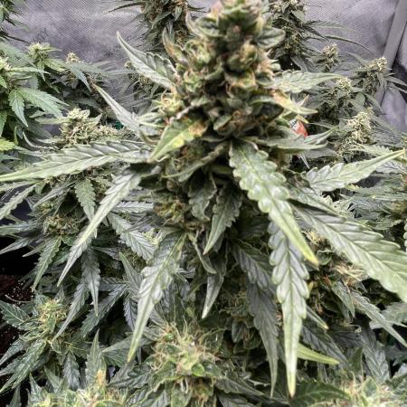 Critical Kush Auto - Barney’s Farm