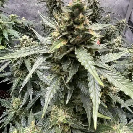 Critical Kush Auto - Barney’s Farm