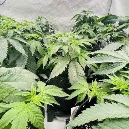 Cherry Poppers 🍒 Barney’s Farm