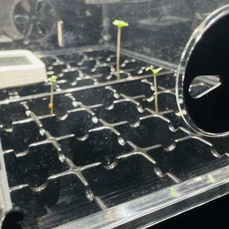 New Money / CG / Growmotion Pheno Hunt